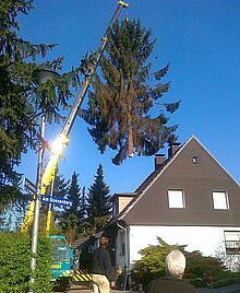 Baumfällungen01 Baumfällungen01